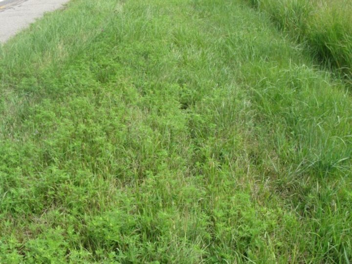 Grass next to a road